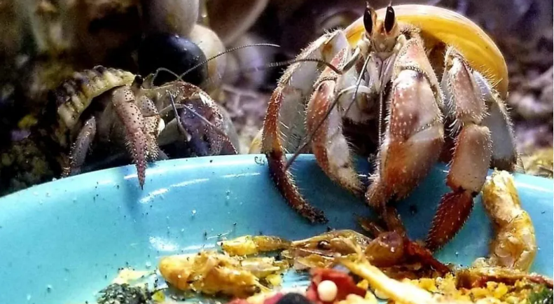Can hermit crabs eat cat food shop